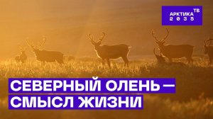 Значение оленя в жизни коренных народов Севера