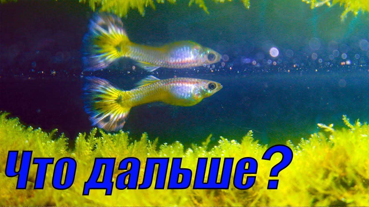 Что будет дальше? Показал на что я снимаю и где монтирую видео