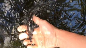 Купить малька и крупную рыбу бестер для зарыбления пруда