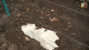 Когда укрывать виноград на зиму