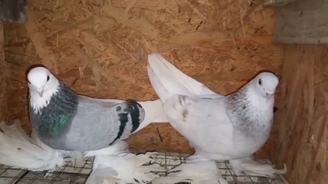 Генетика и обновление кровей важный фактор в паровке и разведении. Мои новые голуби на племя. Часть смотреть онлайн