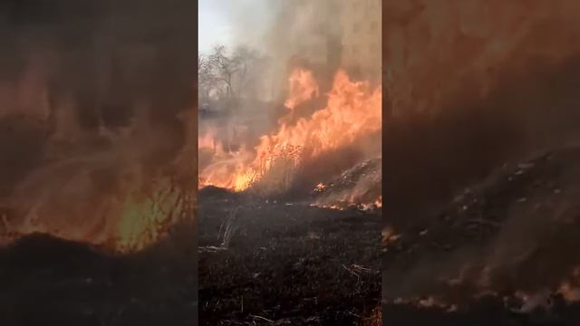 В Энгельсе камыш горит около домов