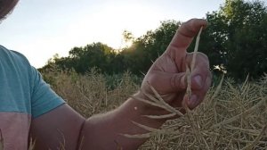 Гибрид озимого рапса "Архитект" Компании Limagrain