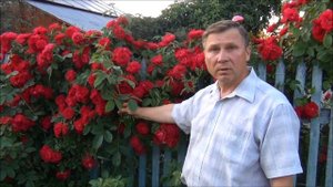 ПЛЕТИСТАЯ РОЗА. Уход ДО, ПОСЛЕ и ВО ВРЕМЯ цветения. ПОЛИВ и ПОДКОРМКА