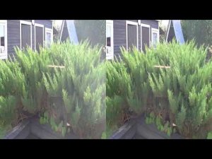 3D. Стрижка взрослого можжевельника в ниваки (от seli6640) / Haircut of an adult juniper in nivaki