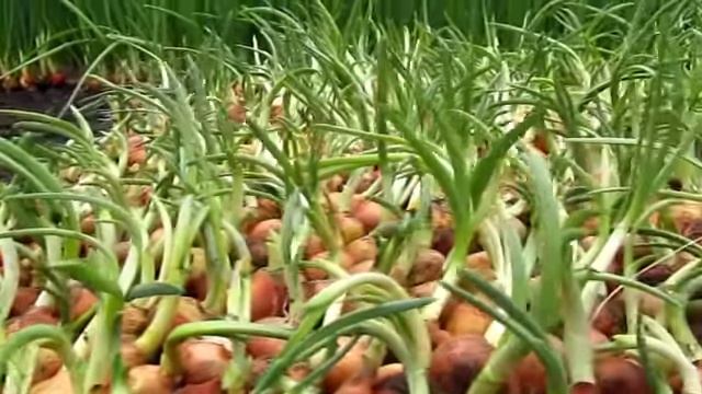 Урожай. Подготовка к реализации. смотреть онлайн