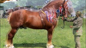 Породы лошадей! Суффолк-панч! (английский тяжеловоз)