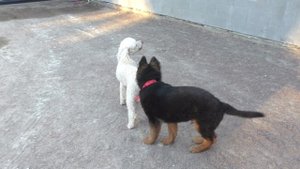 РОЙ - ЩЕНОК Длинношерстной Немецкой овчарки 3.5 мес German Shepherd puppy 3.5 months