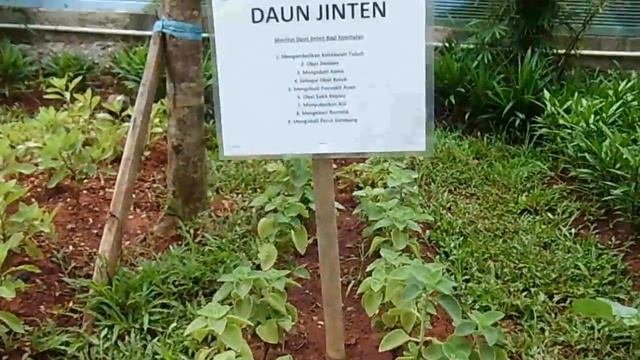 Daun Jinten (Plectranthus Amboinicus)
