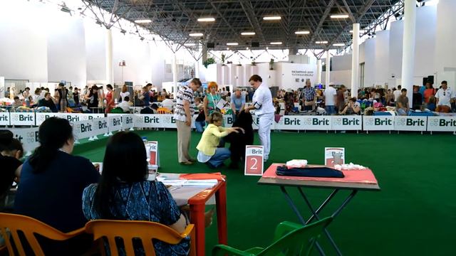 Выставка собак. Казань. Ньюфаундленд смотреть онлайн