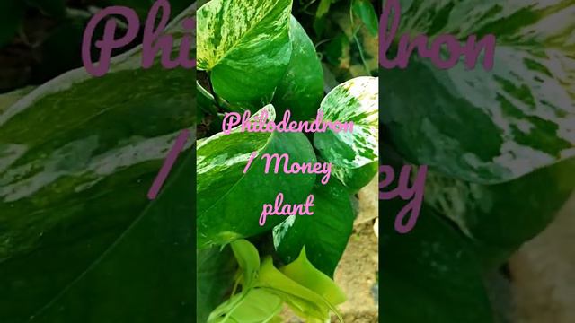 phylodendron / Money plant