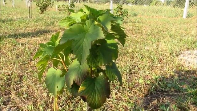 Буйволовидная цикадка вредитель для молодых побегов на деревьях и кустах смотреть онлайн