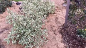 Огромные шары цветов Украшение сада #цветник #луковичные