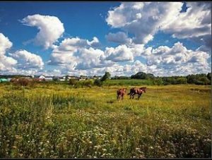 Очаровательные съемки живой природы и ее обитателей.mp4