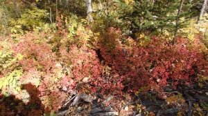 Тайга. Осеннее золото