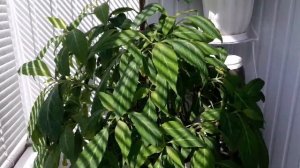 Salvia Divinorum  Сальвиа Дивинорум  Шалфей Предсказателей