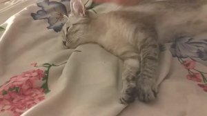 Любимая кошка Анфиса балдеет, любит своего хозяина :)