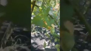 Сорт томата "Сказочная фея"