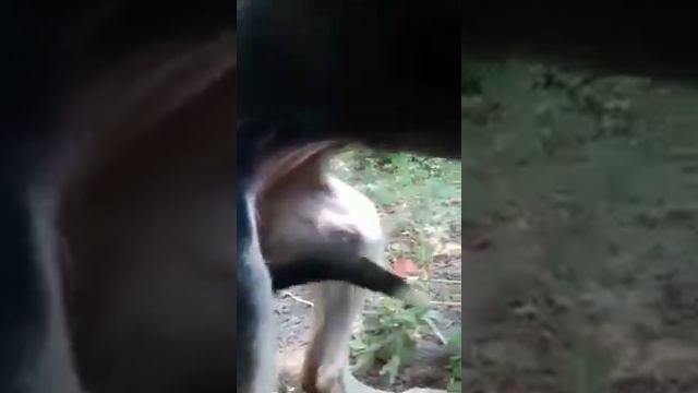 Инди стерла лапки чтобы вернуться домой. Но от нее отказались опять...