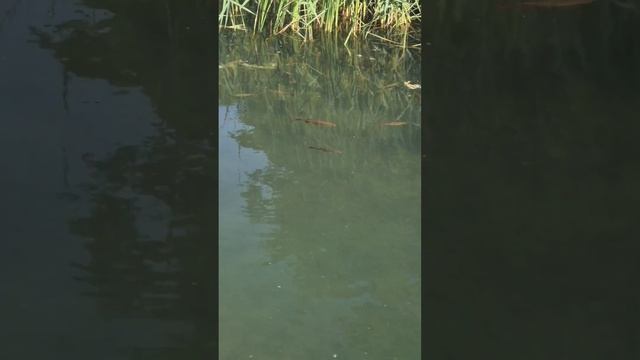 Рыба плавает по дну - не поймаешь ни одну!) смотреть онлайн