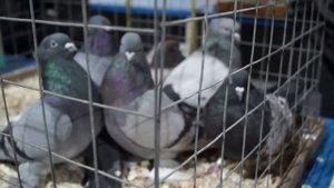 ГОЛУБИНЫЙ РАЙ. МОСКВА. 11.12.21#ярмарка#садовод#pigeon#tauben