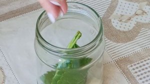 Отличный рецепт соленых зелёных помидор на зиму. Закуска ?