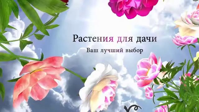 Капуста кольраби Венская белая 1350 ? обзор: как сажать, семена капусты Венская белая 1350 смотреть онлайн