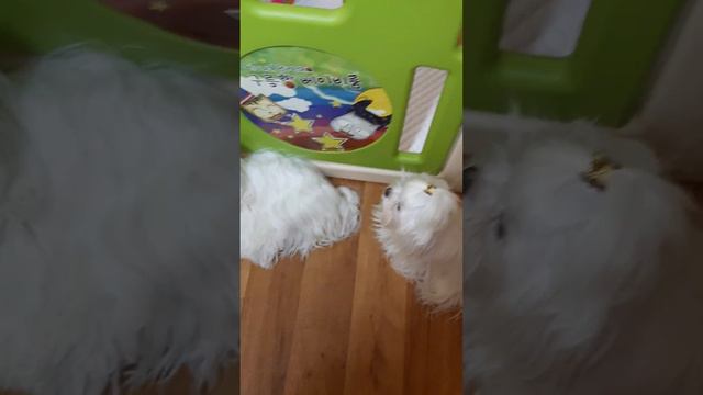 Белоснежное счастье .#мальтийскаяболонкамини #мальтезещенкимосква # смотреть онлайн