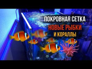 №12 МОРСКОЙ АКВАРИУМ/ПОКРОВНАЯ СЕТКА/КЛОУНЫ/НОВЫЕ КОРАЛЛЫ