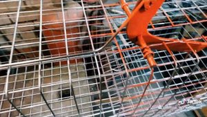 живоловушка на лису ,хорька