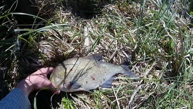 Ехали за лаптями, а клевали они. Фидер. 2021. Водохранилище смотреть онлайн