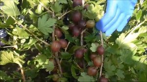 ГАЛАТЕЯ - крыжовник с замечательным вкусом и высочайшей урожайностью.