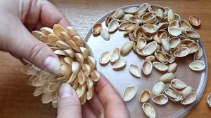 DIY Цветы из фисташек.  DIY Pistachio flowers.