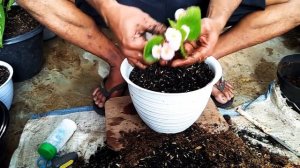 CARA MEMPERBANYAK ATAU MEMISAHKAN BEGONIA LILIN