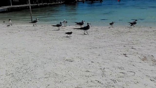Gaviotas en playa las perlas смотреть онлайн