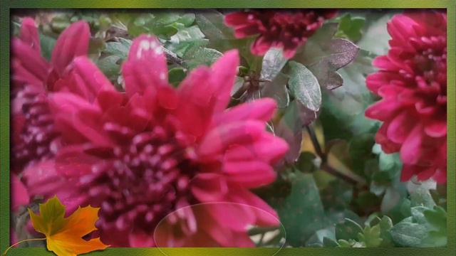 Мультифлора смотреть онлайн