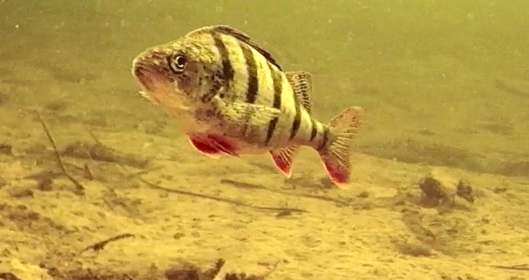 С безмотылкой на Ахтубу за окунем когда он пассивный.