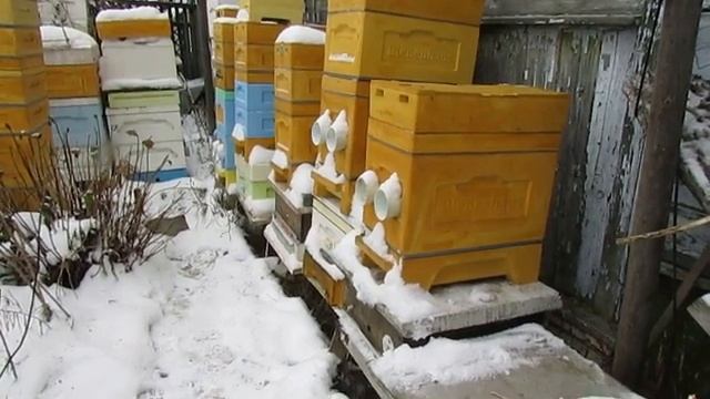 зимовка пчел в ульях ппу и ппс - убирать в зимовник или зимовать на воле , как определить.