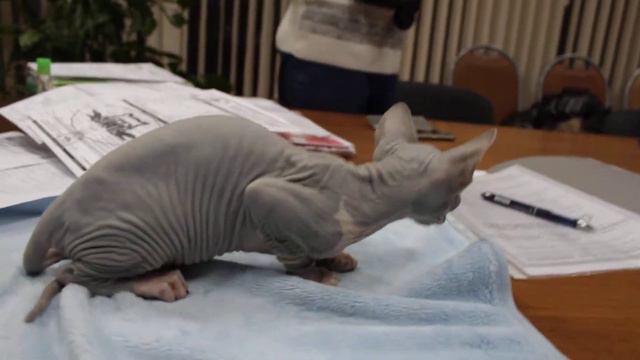 Голубая кошечка Камея смотреть онлайн