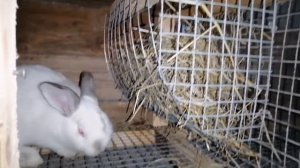 Взвешиваем кроликов, делаем кормушки для сена, убираем в доме./Деревенские будни.