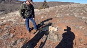 ОХОТА НА КОЙОТА В США ПОДЗЫВАЕМ ЭЛЕКТРОННЫМ МАНКОМ