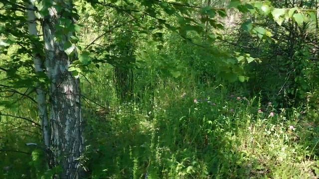 Пора ферментировать цветущий тимьян, цветы клевера и листья яблони для ароматного чая