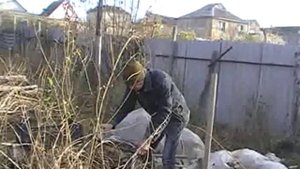 Укрытие деревьев граната на зиму