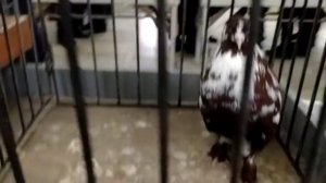 Выставка голубей. Супер!    Красный луч 2020 год.