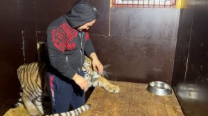 Леопард Герд Настоящий Мартовский Кот!) Новые Кадры с Земли!)