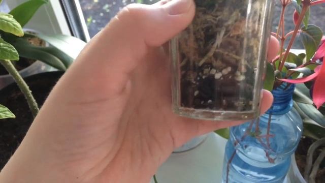 Уход за Проминеей Promenaea citrina x (Limelight x xanthina) смотреть онлайн