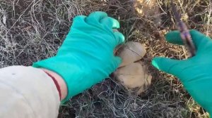 НЕ ПОВТОРЯЙТЕ ТАКОГО! Нашествие синеножки! Наглядный пример ядовитого шампиньона