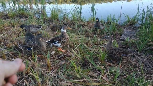 Семейство диких уток. Жуковский район.Брянская область. Wild duck family. Zhukovsky district.