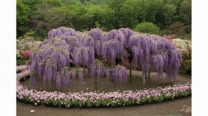 Парк цветов Асикага - красивый парк  Японии.