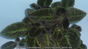 Эписция — уход в домашних условиях и разновидности растения